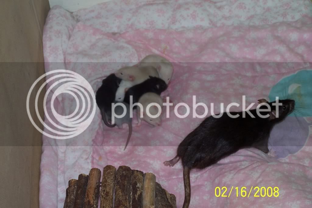 rats244-1.jpg