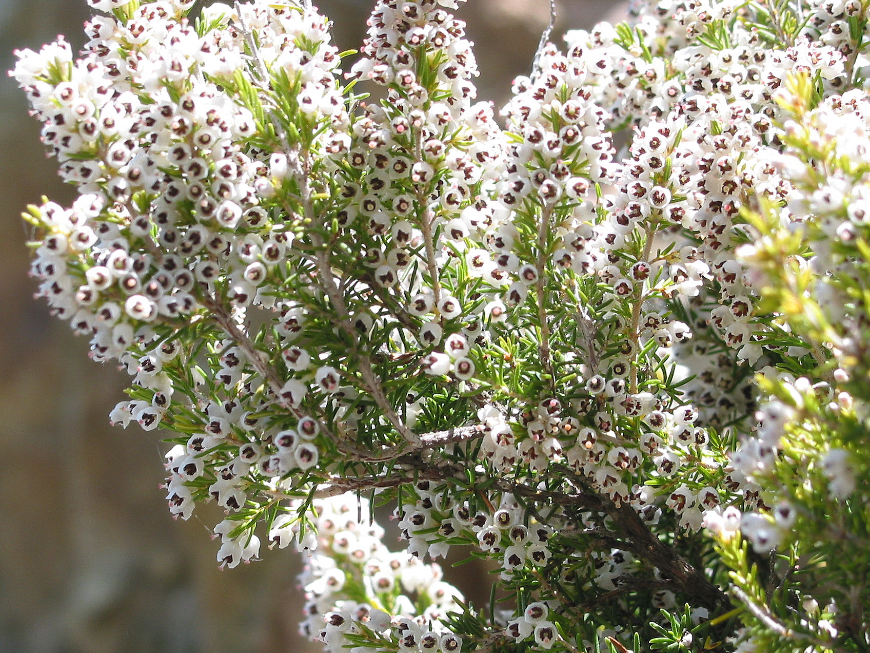 Erica_arborea_JPG1.jpg