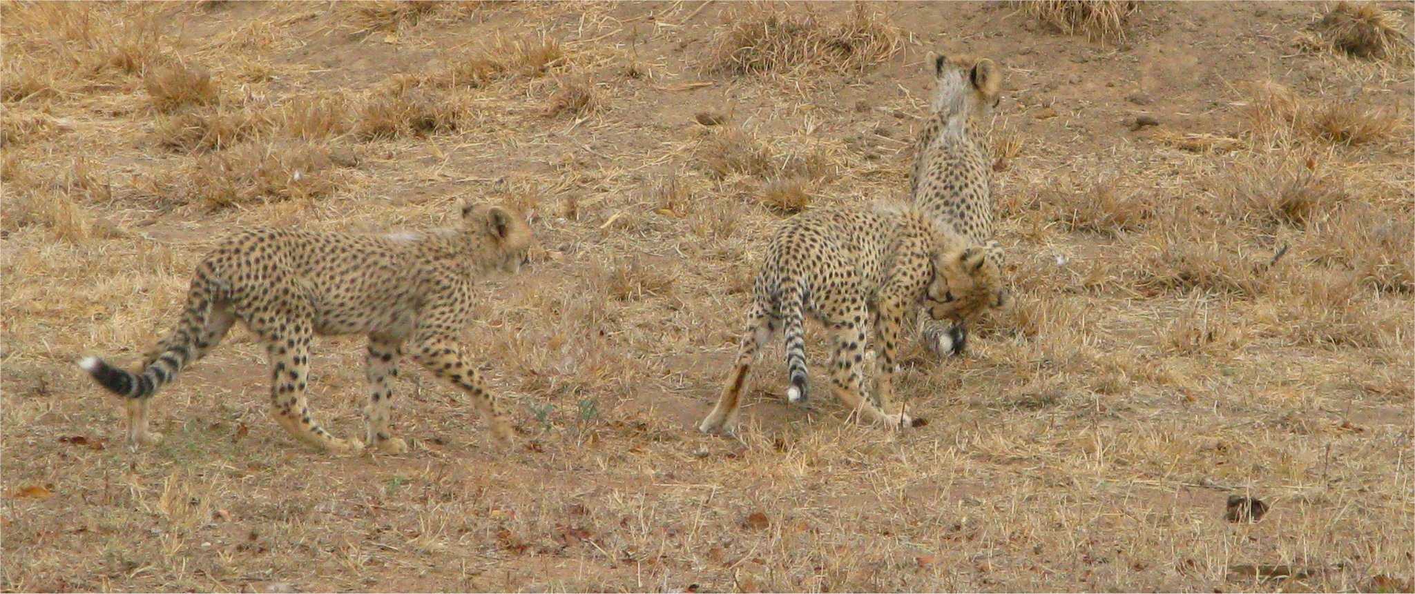 92708cheetahproject22croq0.jpg