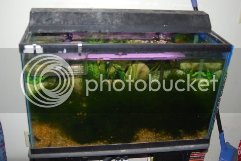 30galfishtank001.jpg