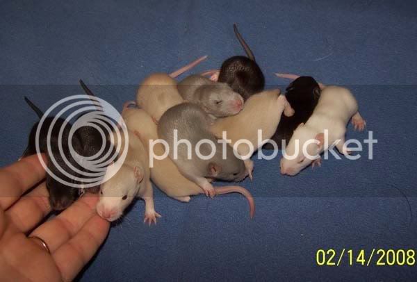 rats010.jpg