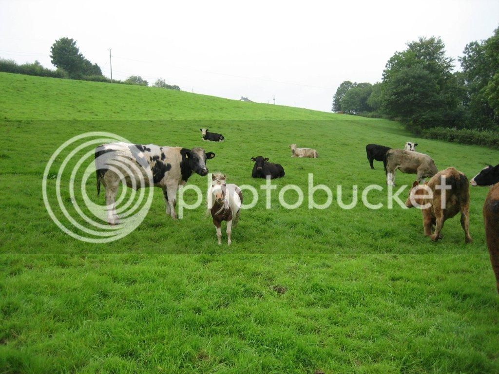 cows8.jpg