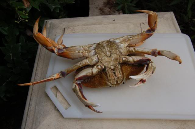 BodegaBayCrab112208025.jpg