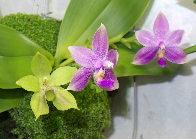 Phalaenopsis%20violacea%20II%2015.jpg