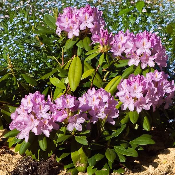 RhododendronRoseumElegance_web.jpg