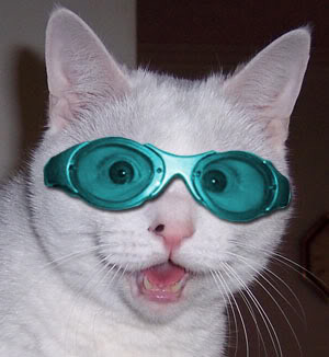 sunglasscat2.jpg