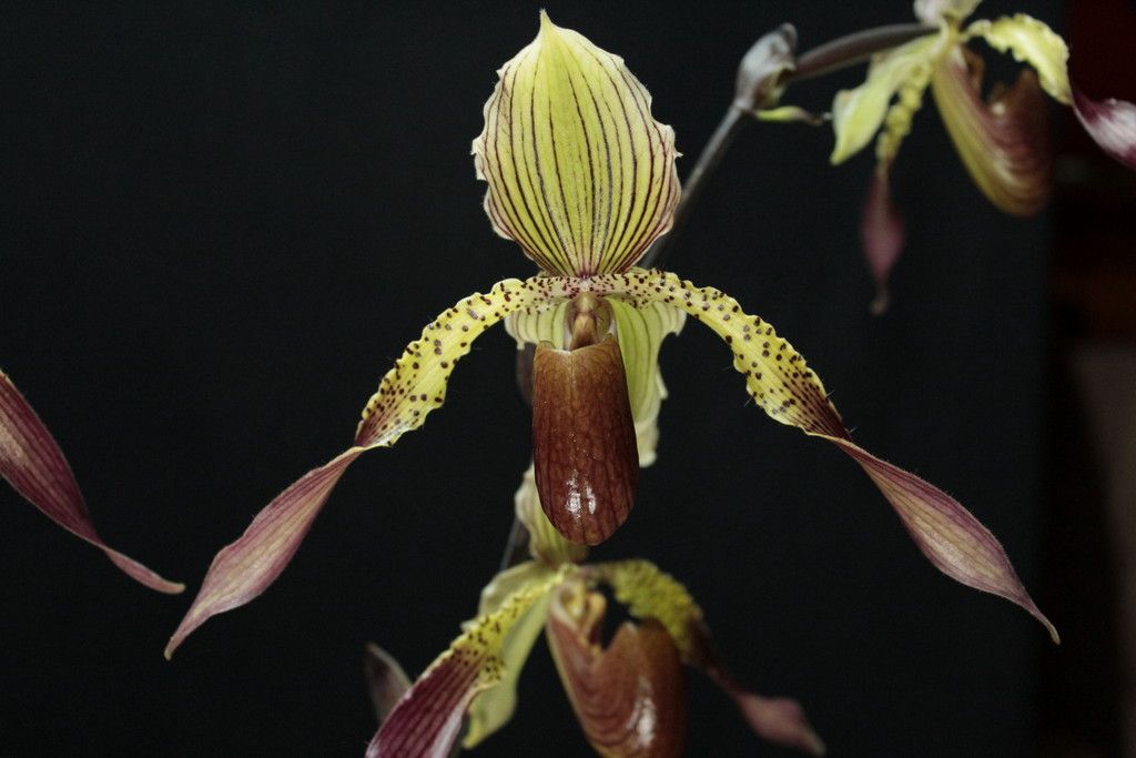 Paph%20Julius2_zpsyvpijk2f.jpg