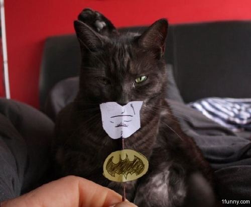 batman-cat-costume.jpg