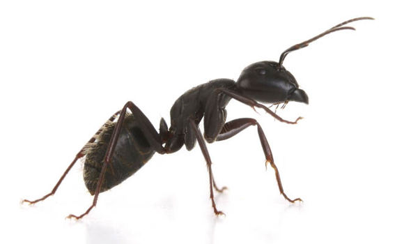 Ant-447250.jpg