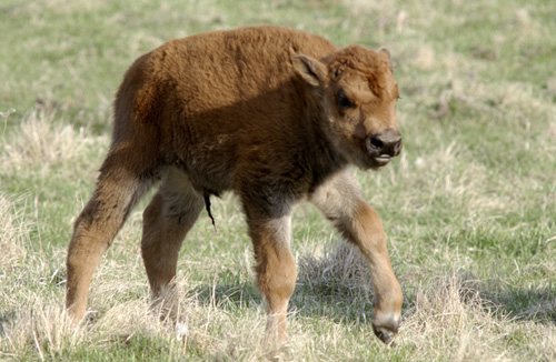 babybison_1.jpg