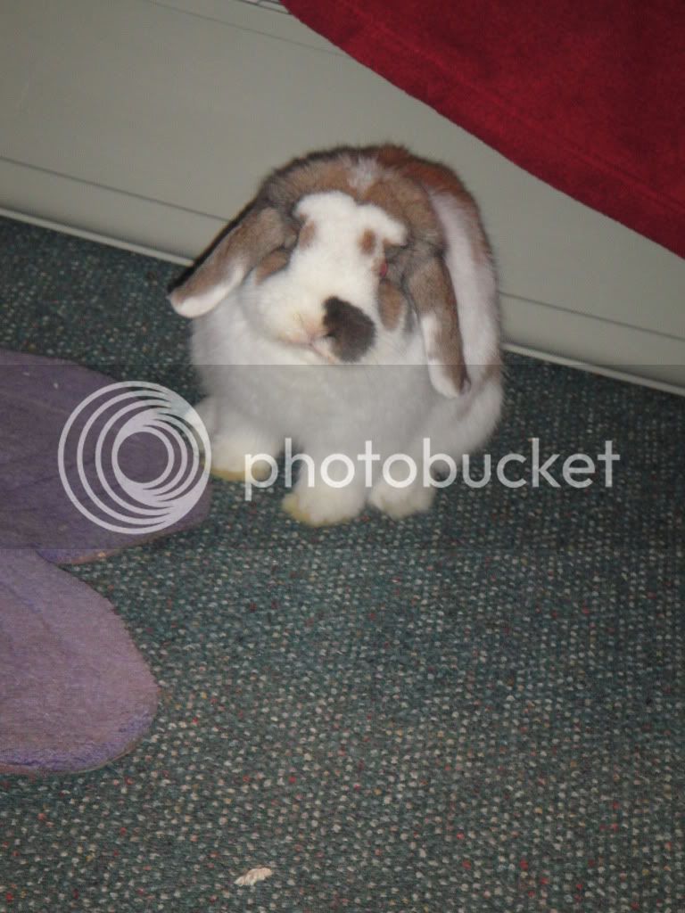 Bunnies011.jpg