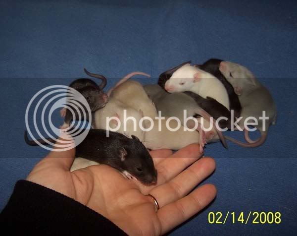 rats011-1.jpg