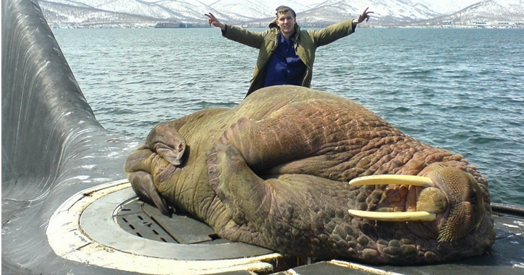 Hilarious-Russian-Photos-Walrus.jpg
