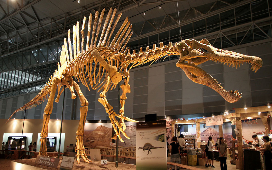 Spinosaurus_skeleton.jpg