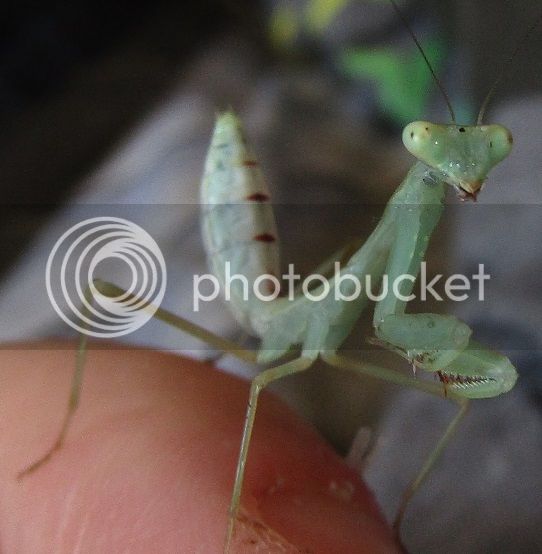 Brahma%20molted%20to%20L4._zpshflyy80d.jpg