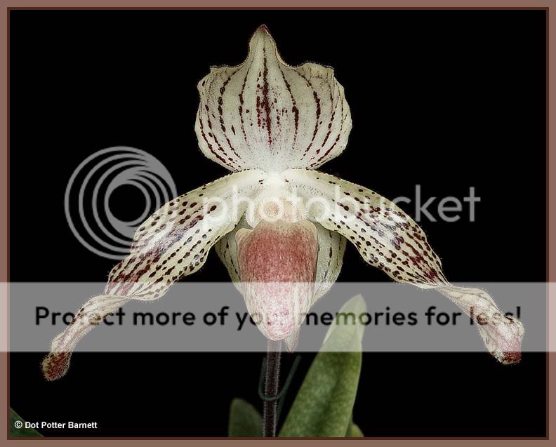 Paph_GregoryBooth-T.jpg