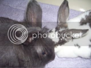 Bunnypictures-Leanne485.jpg