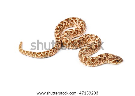 stock-photo-western-hognose-snake-isolated-on-a-white-background-47159203.jpg