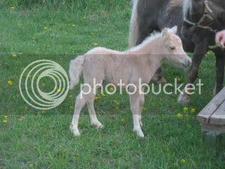 foals015.jpg