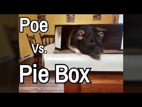 Poe the Rat Vs. Pie Box - YouTube