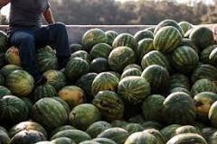 Image result for who is The Watermelon Capital Of The World
