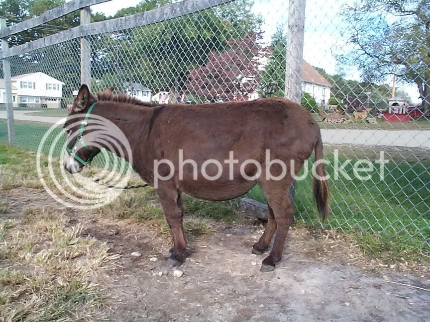 donkey2.jpg