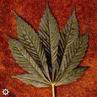 cannabis_indica_afghani.jpg