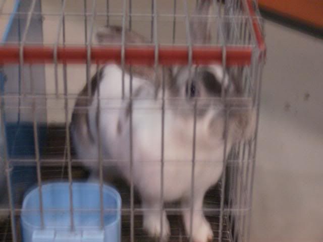 RabbitShow121209023.jpg