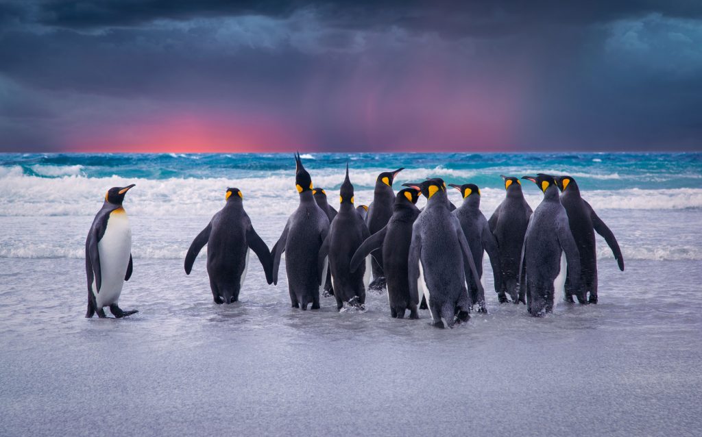 penguins-1024x638.jpg