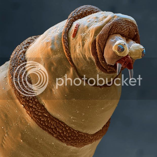 bluebottle-maggot_1689991i.jpg