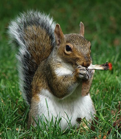 potsquirrel-wikicommonsopensource.jpg