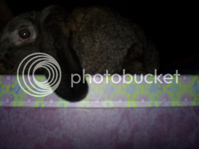 bunnies029.jpg