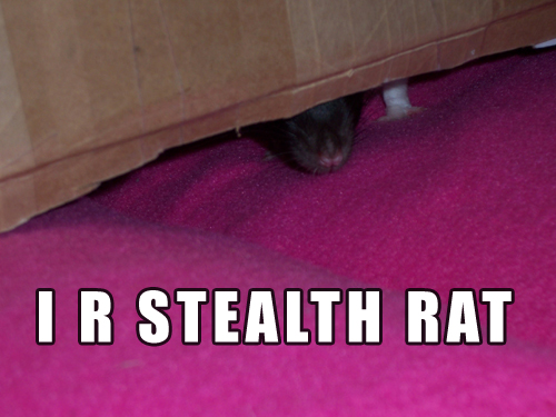 I_R_Stealth_Rat_by_LOL_Cat.jpg