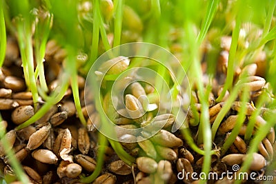 wheat-sprout-21307272.jpg