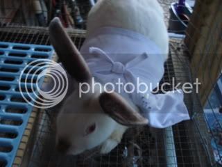 bunnies013.jpg