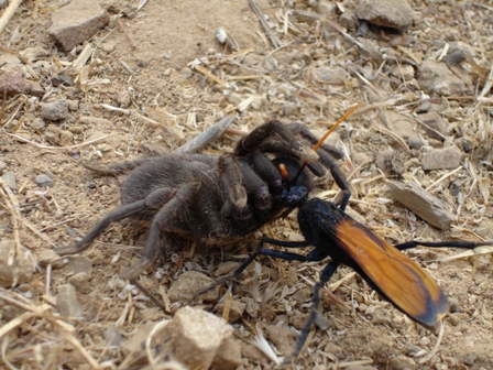 tarantula_hawk.jpg