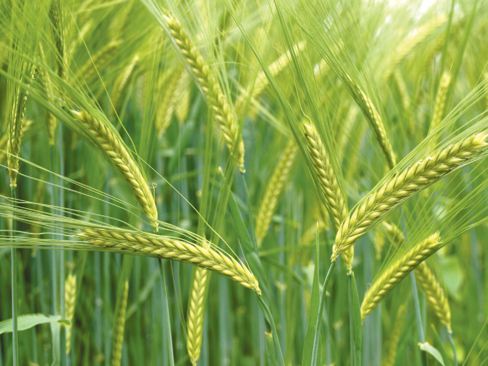 durum-wheat-1.jpg
