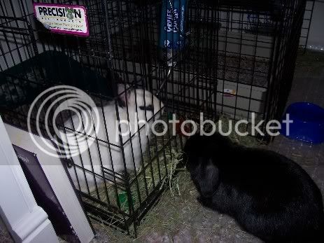 2Bunnies025.jpg