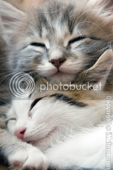 sleeping_kittens-1.jpg