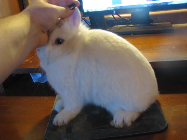 BEWNetherlandDwarf009.jpg