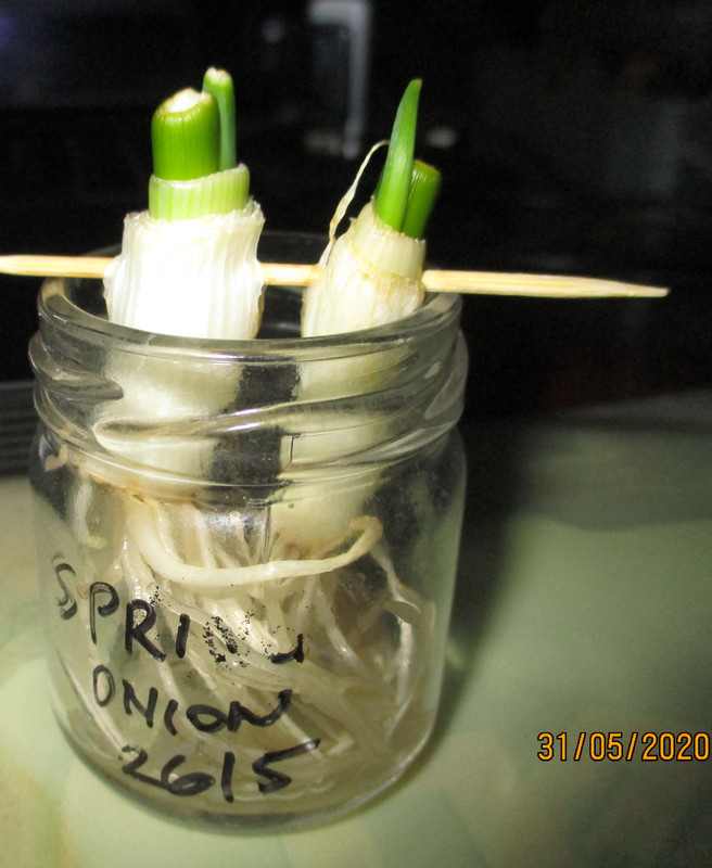 IMG-0395-spring-onion-cuttings-going-great-31may2020.jpg