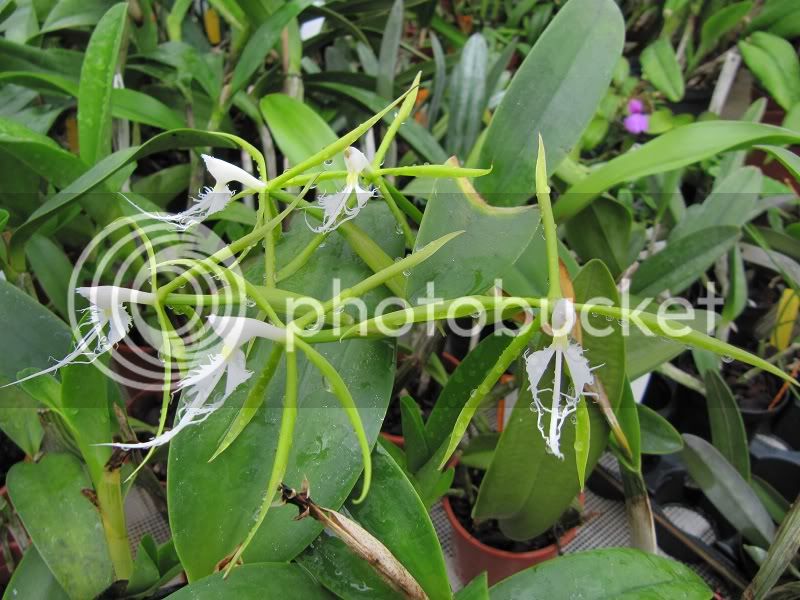 Epidendrumciliare.jpg