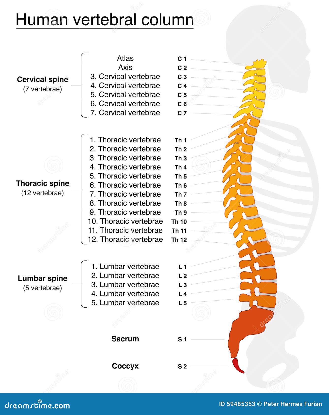 vertebral-column-names-spine-numbers-vertebras-lateral-view-fiery-colors-isolated-vector-illustration-white-59485353.jpg