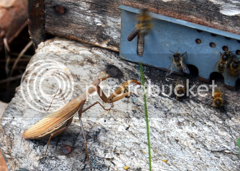 Mantis-catching-bees.jpg