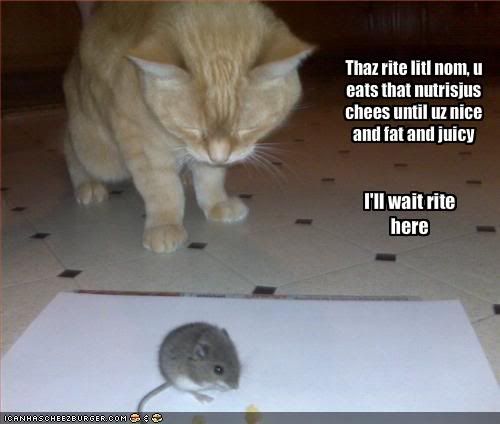 funny-pictures-cat-waits-for-mouse-.jpg