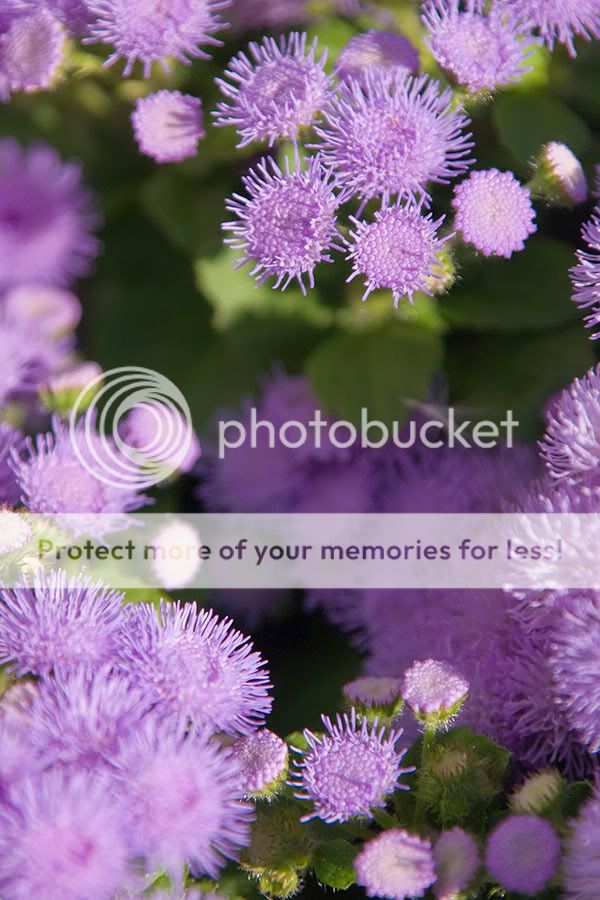 purpleflowers.jpg