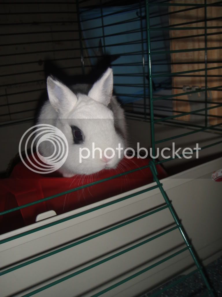 Bunnies028.jpg