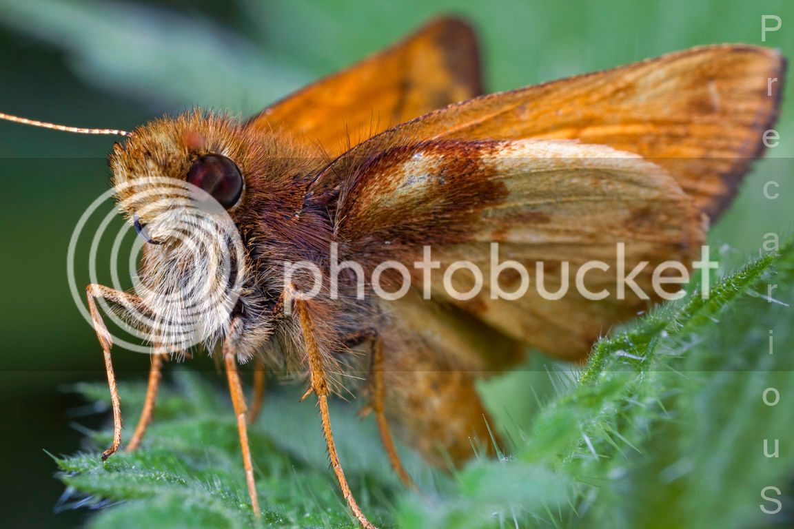 Skipper_1838-sm.jpg