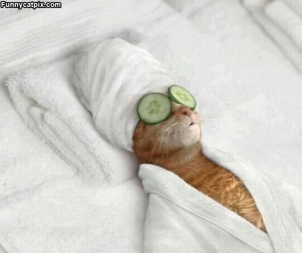 Cats_Spa_Day.jpg