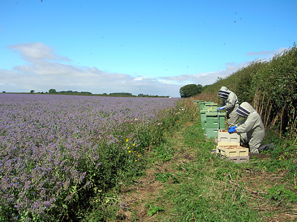 borage1.jpg